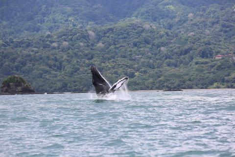 Bahia Aventuras Combo Tour Costa Rica